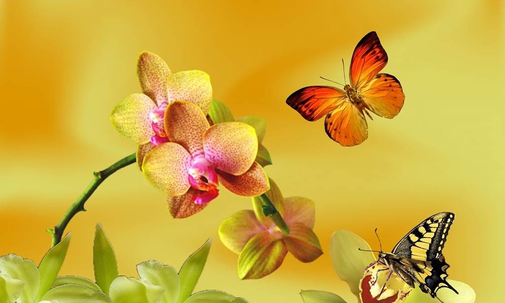 Orchidées et papillons de l'Hippodrome Cano